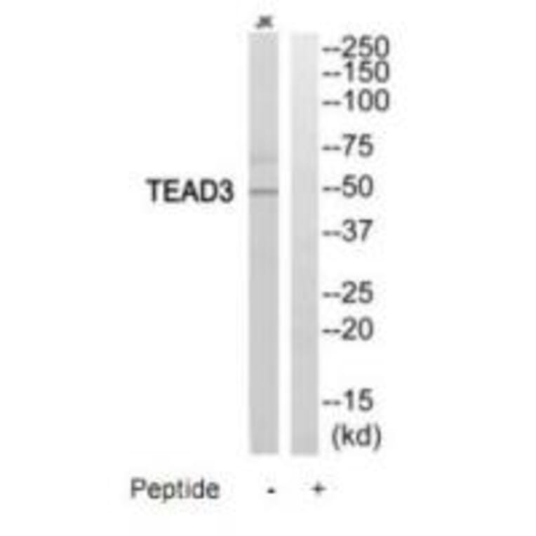 Western blot - TEAD3 Antibody from Signalway Antibody (35196) - Antibodies.com