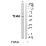 Western blot - TEAD3 Antibody from Signalway Antibody (35196) - Antibodies.com