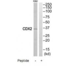 Western blot - CDX2 Antibody from Signalway Antibody (35198) - Antibodies.com