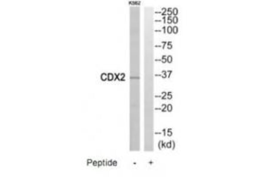 Western blot - CDX2 Antibody from Signalway Antibody (35198) - Antibodies.com