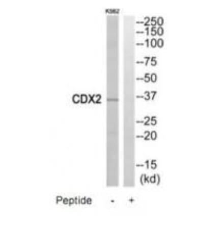 Western blot - CDX2 Antibody from Signalway Antibody (35198) - Antibodies.com