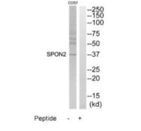 Western blot - SPON2 Antibody from Signalway Antibody (35200) - Antibodies.com