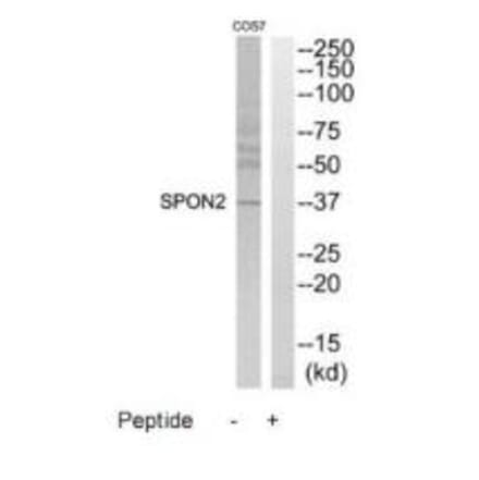 Western blot - SPON2 Antibody from Signalway Antibody (35200) - Antibodies.com