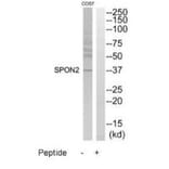 Western blot - SPON2 Antibody from Signalway Antibody (35200) - Antibodies.com