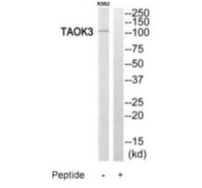Western blot - TAOK3 Antibody from Signalway Antibody (35201) - Antibodies.com