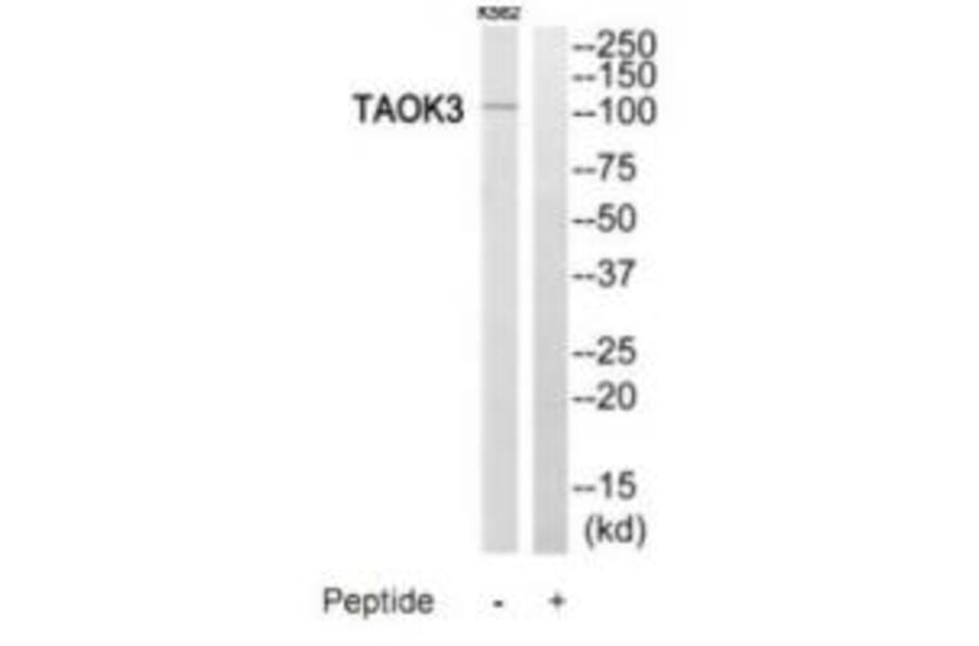 Western blot - TAOK3 Antibody from Signalway Antibody (35201) - Antibodies.com