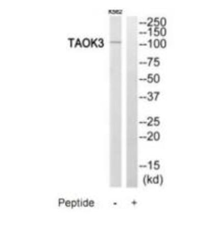 Western blot - TAOK3 Antibody from Signalway Antibody (35201) - Antibodies.com