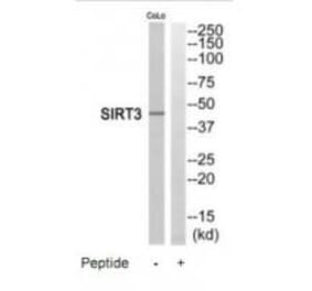 Western blot - SIRT3 Antibody from Signalway Antibody (35202) - Antibodies.com