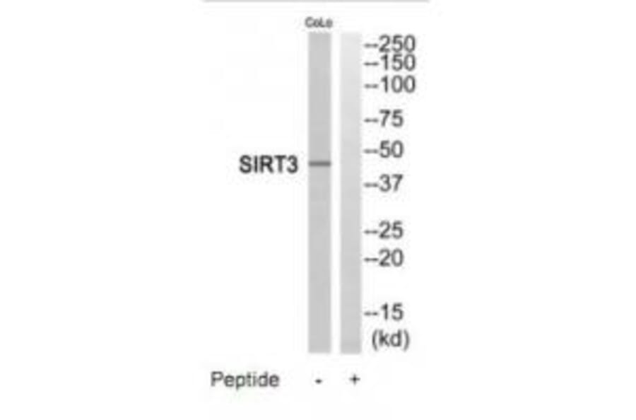 Western blot - SIRT3 Antibody from Signalway Antibody (35202) - Antibodies.com