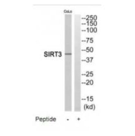 Western blot - SIRT3 Antibody from Signalway Antibody (35202) - Antibodies.com