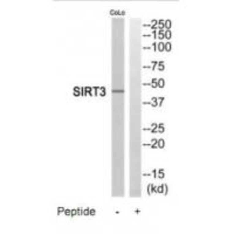 Western blot - SIRT3 Antibody from Signalway Antibody (35202) - Antibodies.com