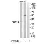 Western blot - FGF13 Antibody from Signalway Antibody (35216) - Antibodies.com