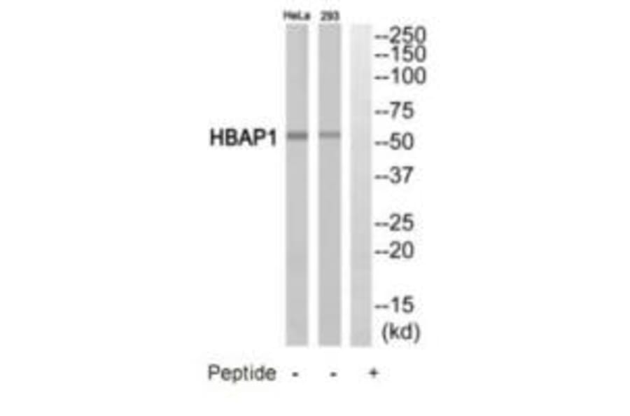 Western blot - HBAP1 Antibody from Signalway Antibody (35219) - Antibodies.com