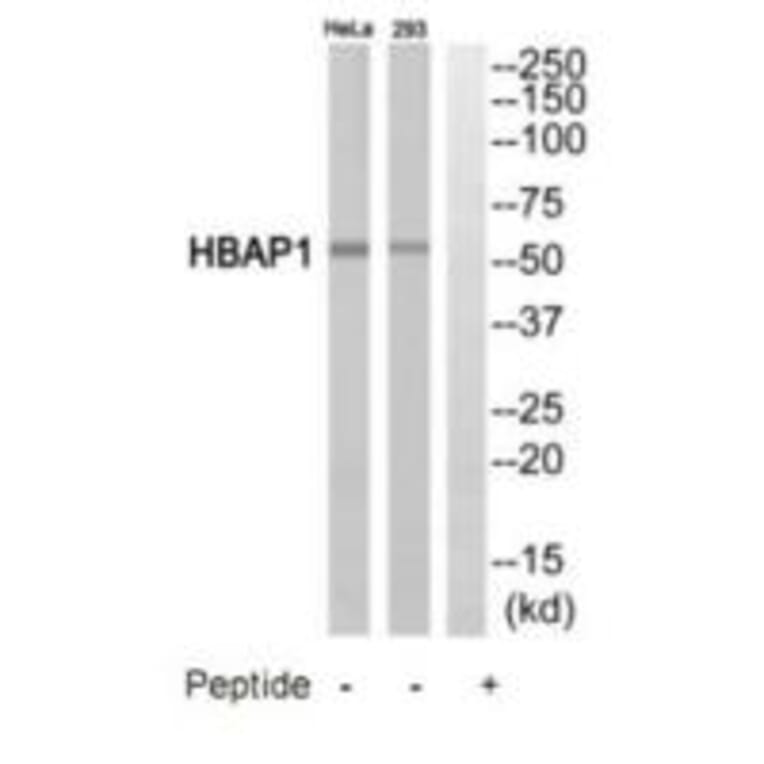 Western blot - HBAP1 Antibody from Signalway Antibody (35219) - Antibodies.com