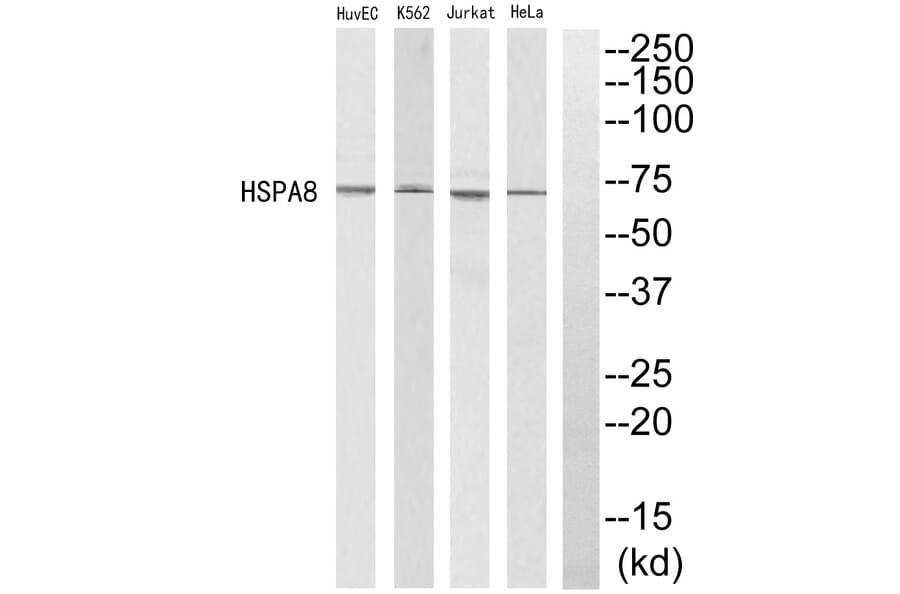 Western blot - HSPA8 Antibody from Signalway Antibody (35220) - Antibodies.com