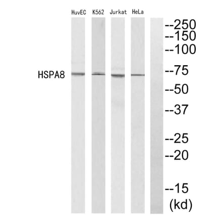 Western blot - HSPA8 Antibody from Signalway Antibody (35220) - Antibodies.com