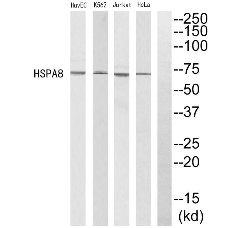 Western blot - HSPA8 Antibody from Signalway Antibody (35220) - Antibodies.com