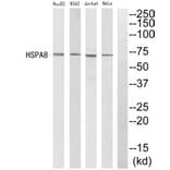Western blot - HSPA8 Antibody from Signalway Antibody (35220) - Antibodies.com