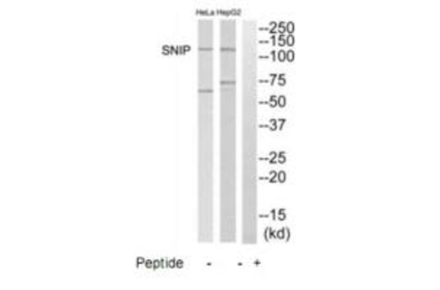 Western blot - SNIP Antibody from Signalway Antibody (35235) - Antibodies.com