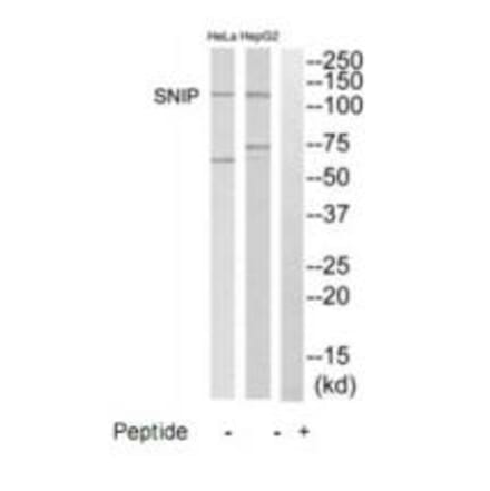 Western blot - SNIP Antibody from Signalway Antibody (35235) - Antibodies.com