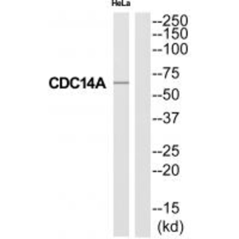 Western blot - CC14A Antibody from Signalway Antibody (35243) - Antibodies.com