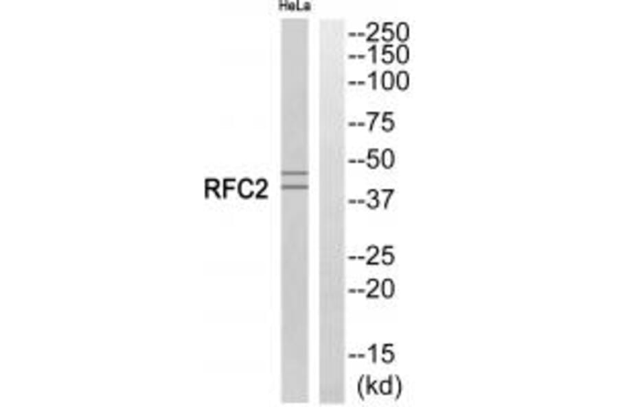 Western blot - RFC2 Antibody from Signalway Antibody (35246) - Antibodies.com