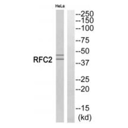Western blot - RFC2 Antibody from Signalway Antibody (35246) - Antibodies.com
