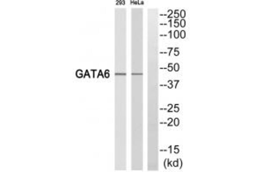 Western blot - GATA6 Antibody from Signalway Antibody (35247) - Antibodies.com