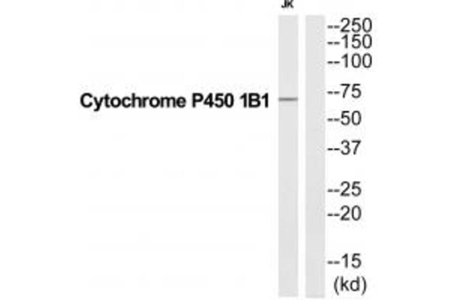 Western blot - CP1B1 Antibody from Signalway Antibody (35253) - Antibodies.com