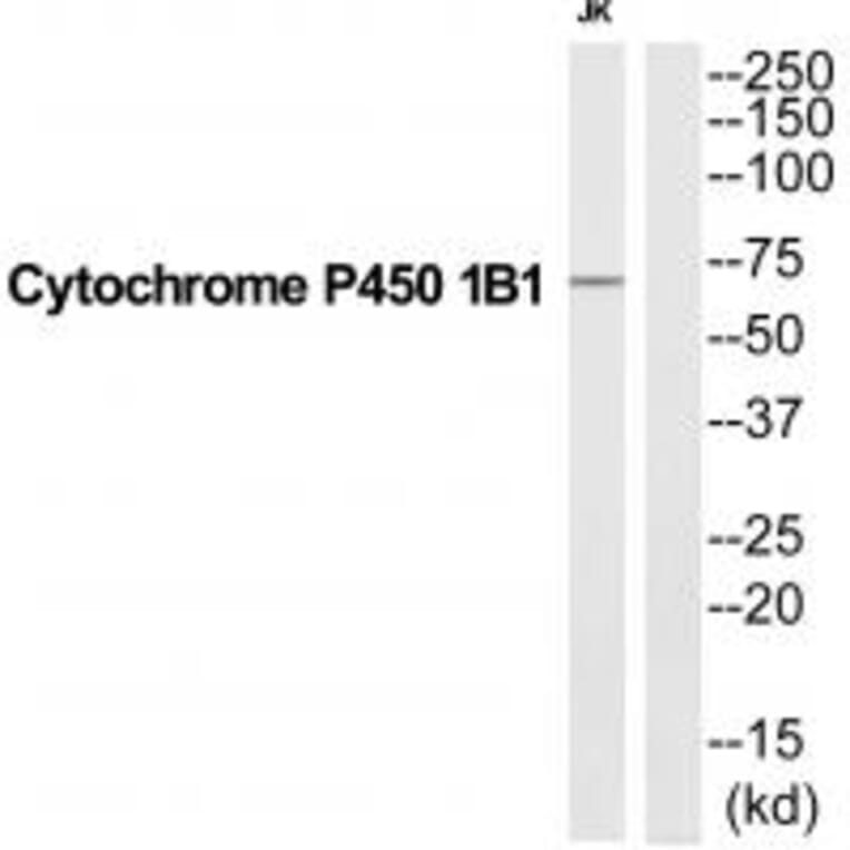 Western blot - CP1B1 Antibody from Signalway Antibody (35253) - Antibodies.com