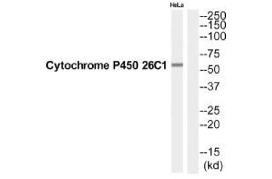 Western blot - CP26C Antibody from Signalway Antibody (35254) - Antibodies.com