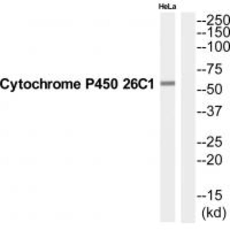 Western blot - CP26C Antibody from Signalway Antibody (35254) - Antibodies.com