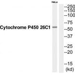 Western blot - CP26C Antibody from Signalway Antibody (35254) - Antibodies.com