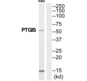 Western blot - PTGIS Antibody from Signalway Antibody (35256) - Antibodies.com