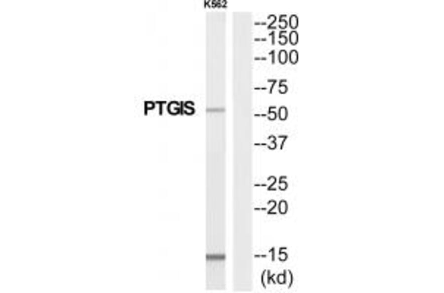 Western blot - PTGIS Antibody from Signalway Antibody (35256) - Antibodies.com