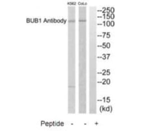 Western blot - BUB1 Antibody from Signalway Antibody (35280) - Antibodies.com