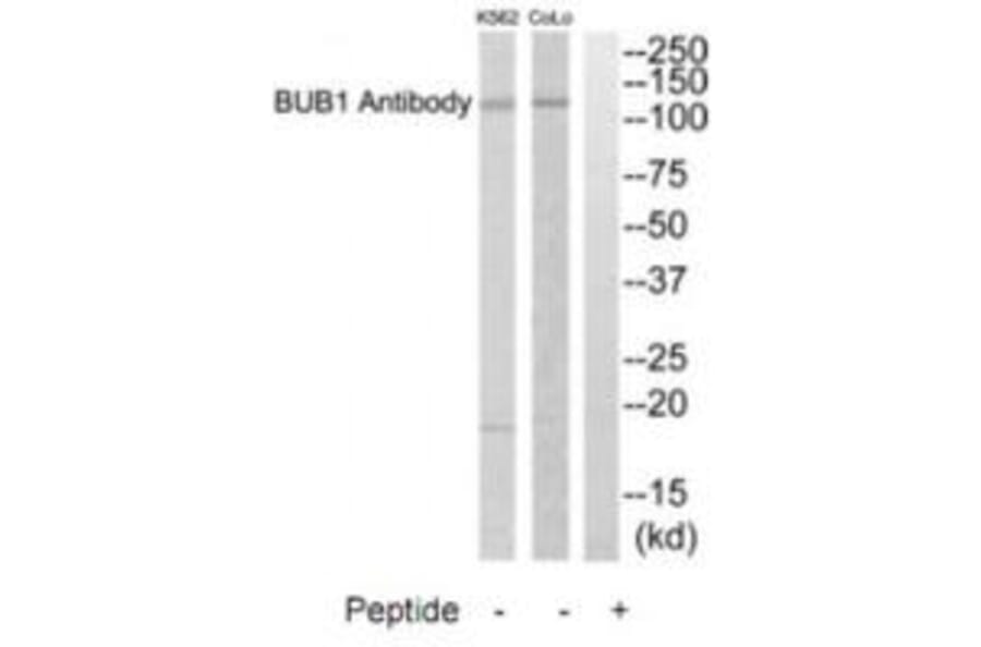 Western blot - BUB1 Antibody from Signalway Antibody (35280) - Antibodies.com