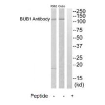 Western blot - BUB1 Antibody from Signalway Antibody (35280) - Antibodies.com