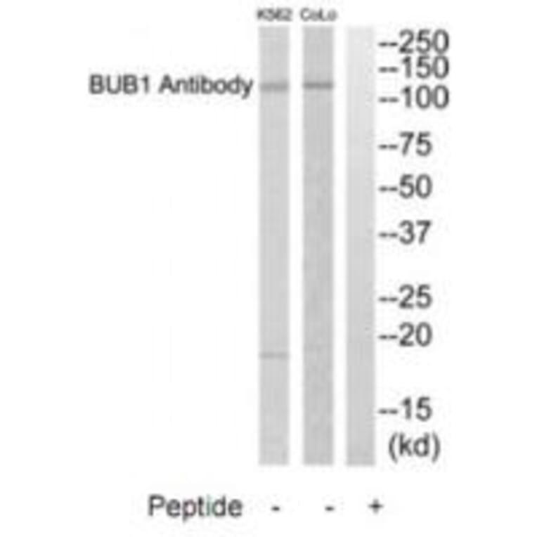 Western blot - BUB1 Antibody from Signalway Antibody (35280) - Antibodies.com