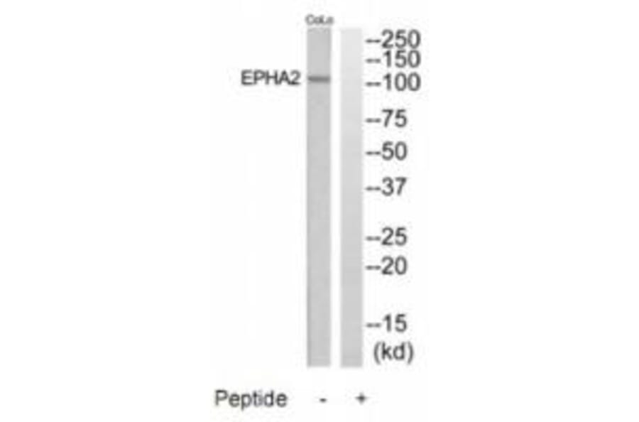 Western blot - EPHA2 Antibody from Signalway Antibody (35284) - Antibodies.com