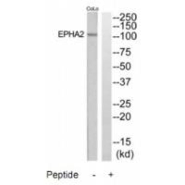 Western blot - EPHA2 Antibody from Signalway Antibody (35284) - Antibodies.com