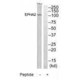 Western blot - EPHA2 Antibody from Signalway Antibody (35284) - Antibodies.com