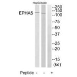Western blot - EPHA5 Antibody from Signalway Antibody (35285) - Antibodies.com