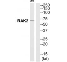 Western blot - IRAK2 Antibody from Signalway Antibody (35287) - Antibodies.com