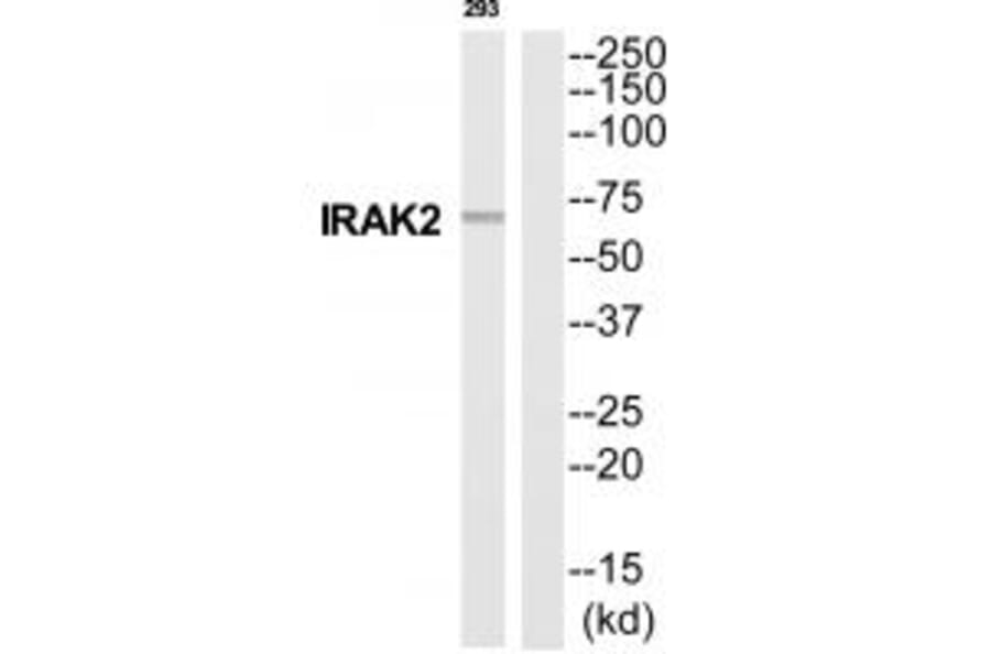 Western blot - IRAK2 Antibody from Signalway Antibody (35287) - Antibodies.com