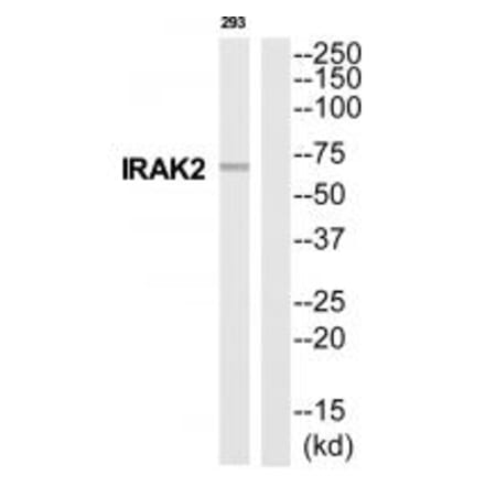 Western blot - IRAK2 Antibody from Signalway Antibody (35287) - Antibodies.com