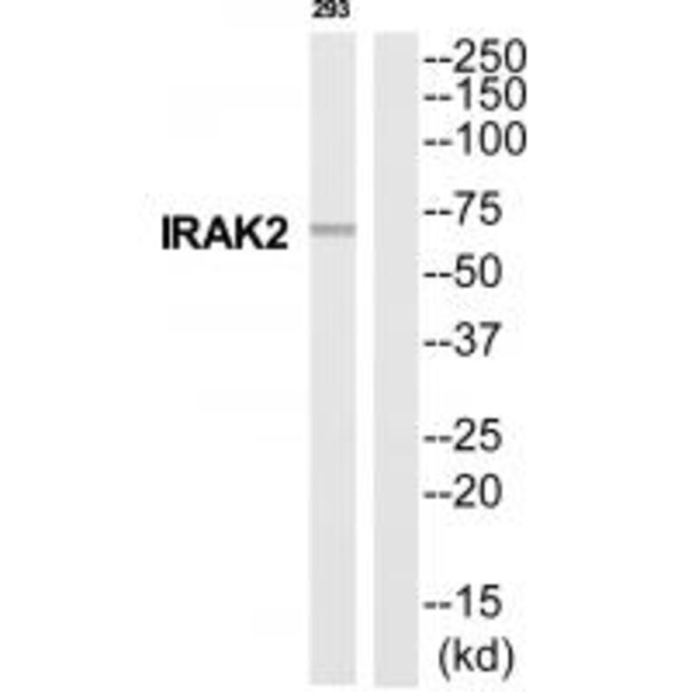 Western blot - IRAK2 Antibody from Signalway Antibody (35287) - Antibodies.com