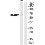 Western blot - IRAK2 Antibody from Signalway Antibody (35287) - Antibodies.com