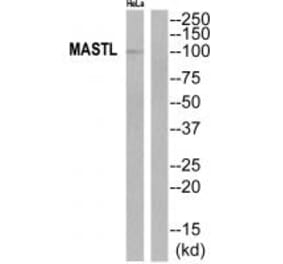 Western blot - MASTL Antibody from Signalway Antibody (35289) - Antibodies.com