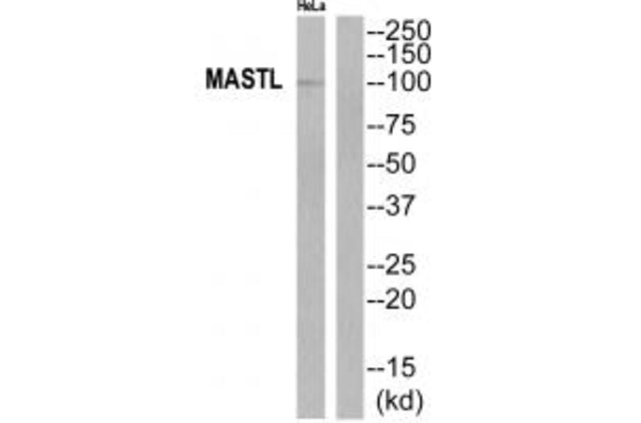 Western blot - MASTL Antibody from Signalway Antibody (35289) - Antibodies.com